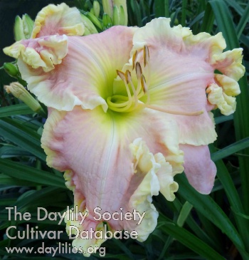 Daylily Sense of Self